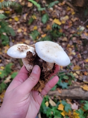Clitocybe robusta