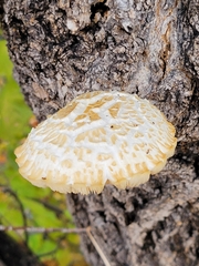 Hypsizygus
