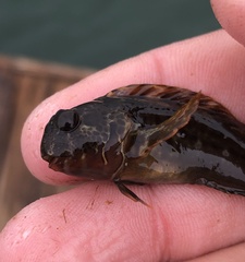 Hypsoblennius gentilis