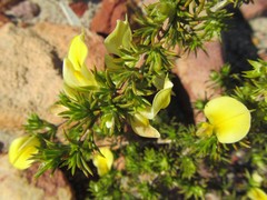 Aspalathus cliffortioides