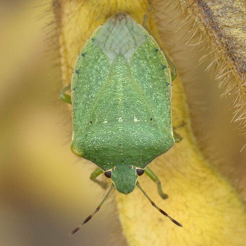 Southern Green Stink Bug