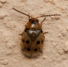 Afromaculepta ursulae