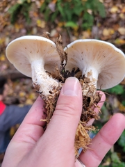 Clitocybe robusta