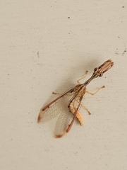 Dicromantispa interrupta