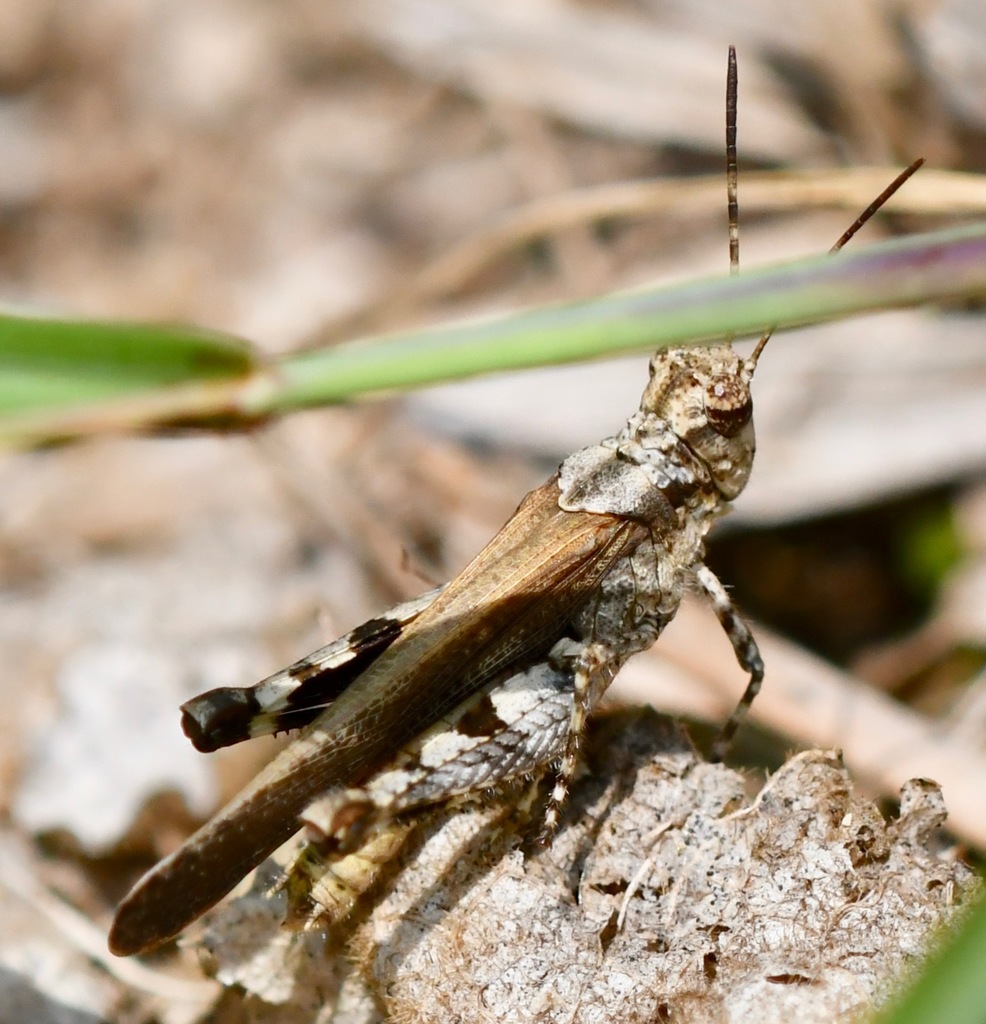 Trilophidiini