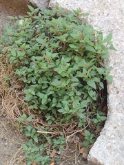 Amaranthus deflexus