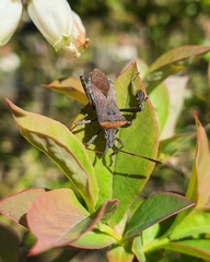 Leptoglossus chilensis