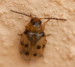 Afromaculepta ursulae