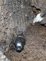 Xylotrupes gideon
