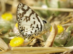 Helichrysum argyrosphaerum
