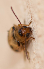 Afromaculepta ursulae