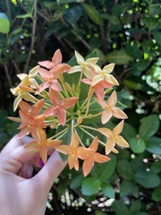 Ixora coccinea