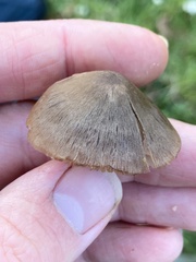 Entoloma conferendum