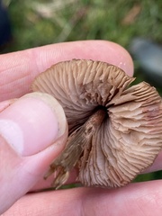 Entoloma conferendum