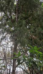 Juniperus cedrus