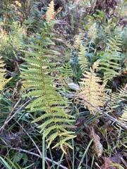 Thelypteris palustris pubescens