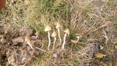 Psilocybe semilanceata