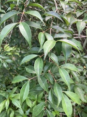 Eugenia biflora