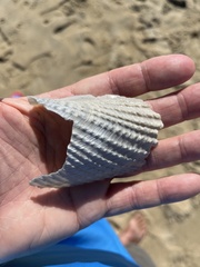 Cyrtopleura costata