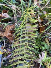 Thelypteris palustris pubescens