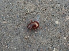 Chrysolina staphylaea