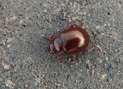Chrysolina staphylaea