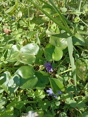 Pontederia vaginalis