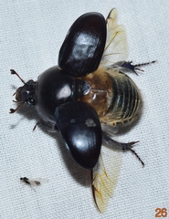 Sericotrupes niger