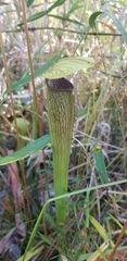 Sarracenia alata