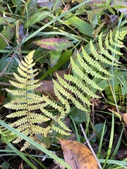 Thelypteris palustris pubescens
