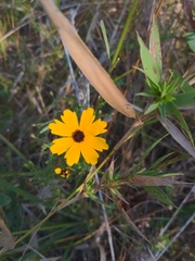 Coreopsis linifolia