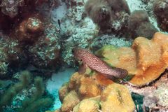 Cephalopholis cruentata