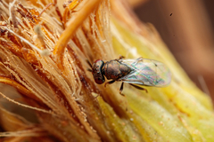 Pteromalus