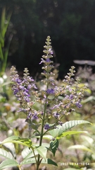 Vitex