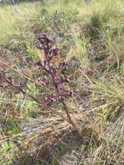 Carphephorus paniculatus