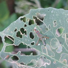 Catantopinae