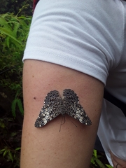 Hamadryas fornax