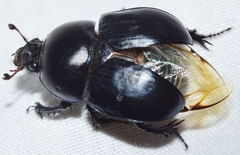 Sericotrupes niger