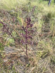 Carphephorus paniculatus