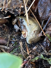 Arion fasciatus
