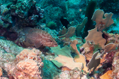 Cephalopholis cruentata