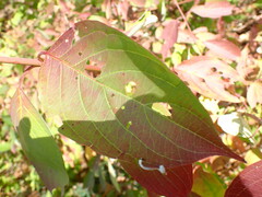 Macremphytus tarsatus