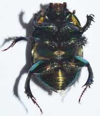 Sericotrupes niger