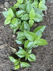 Mesembryanthemum cordifolium