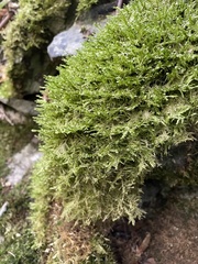 Alleniella complanata