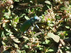 Cicindela scutellaris