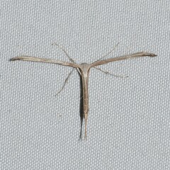 Emmelina monodactyla