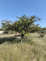 Vachellia schaffneri