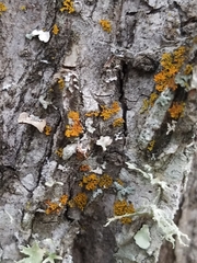 Xanthomendoza weberi