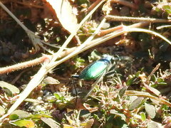 Cicindela scutellaris